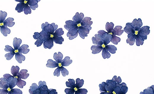 Fleurs comestibles séchées de verveine bleue Neworks - Edélices