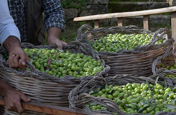 L'Olive verte crue - mon-marché.fr
